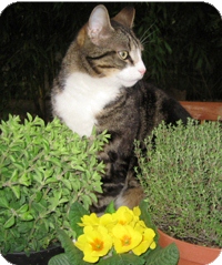 Herbal medicine for healthier cats