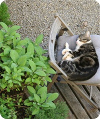 Happier cats with herbal treatment